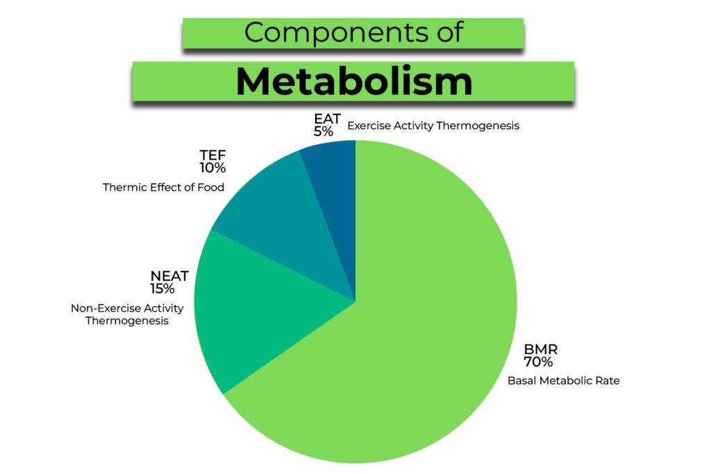 Componentes do Metabolismo